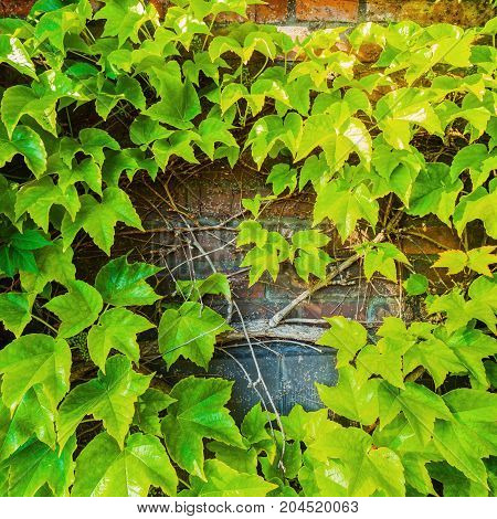 Parthenocissus tricuspidata against the background of a brick wall. Place for an inscription. Textured background.