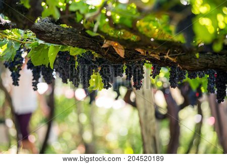 Bunches of Tinta Negra Mole grapes on pergola in Estreito de Camara de Lobos on Madeira. Portugal