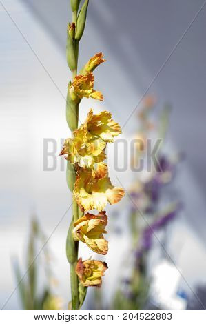 Yellow flowers on green stalk popping out of the rest