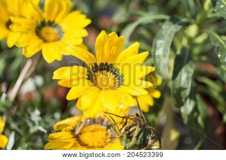 Many yellow flowers on branch of green plant