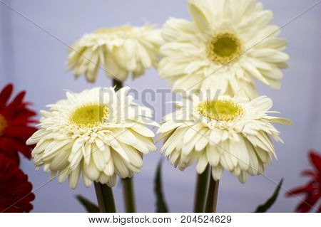 Yellow offwhite flowers with green stalks and leaves