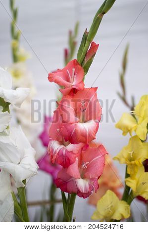 Mix coloured plants and exotic flowers with green leaves