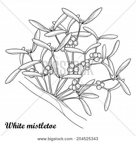 Vector outline Mistletoe or Viscum album on the tree in black isolated on white background. Bunch with leaves and berry. Parasitic plant in contour style for botanical design or coloring book.