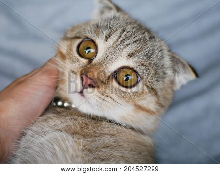 Close-up focus on the eyes of a Golden cute kitten cat with big brown yellow eyes with hand human