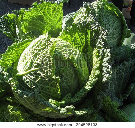 Green cabbage basking in sun light at a market