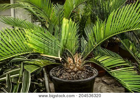 Sago palm with a large trunk in a black bucket among other plants