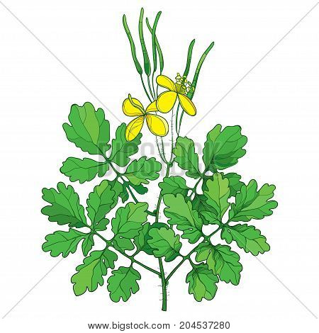 Vector branch with outline Celandine or Chelidonium yellow flower, green leaf and seeds isolated on white background. Alternative medicinal plant in contour style for summer design.