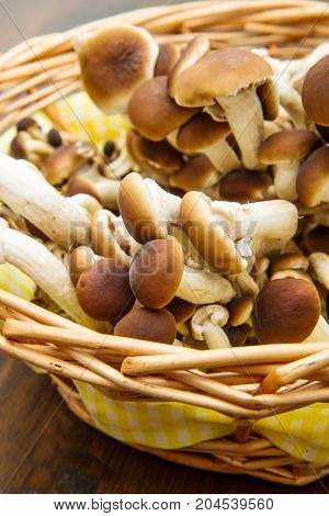 group of chiodini mushroon in straw basket