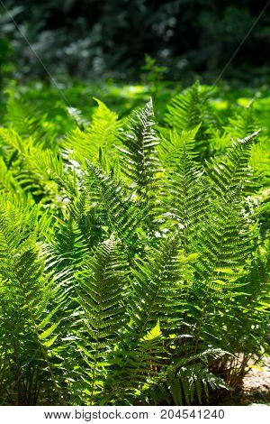 Nephrolepis exaltata fern is a fern species in the family Lomariopsidaceae