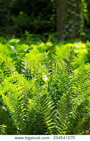 Nephrolepis exaltata fern is a fern species in the family Lomariopsidaceae