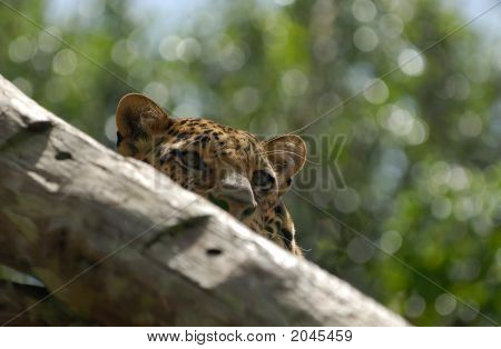 Leopardo na árvore