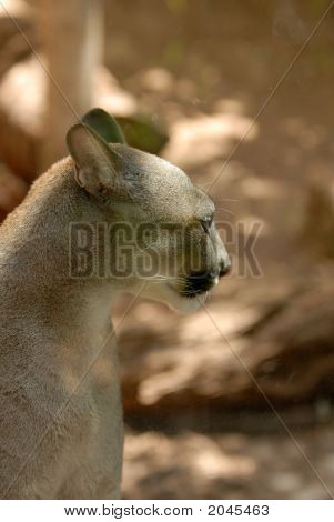 Puma портрет