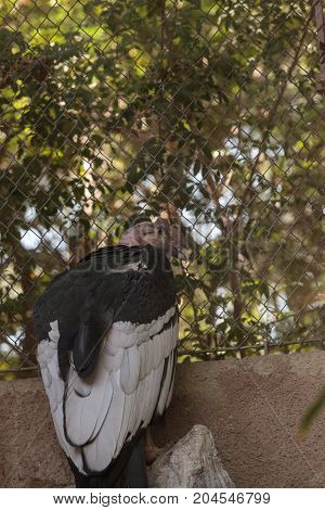 Andean Condor Vultur gryphus is found in South America including the Andes Mountains.