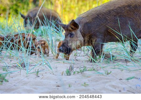 wild boar protects a brood of small parasit animals in the wild nature