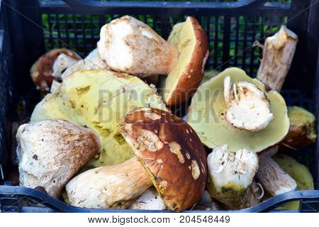 Alot of forest mushrooms in a box. Porcini.