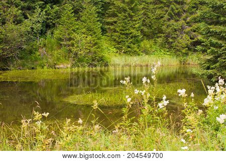 Spruce forest in the Ukrainian Carpathians. Sustainable clear ecosystem. Mountain lake