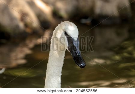 Trumpeter Swan Cygnus Buccinators