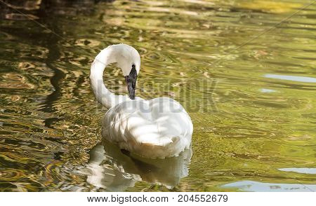 Trumpeter Swan Cygnus Buccinators
