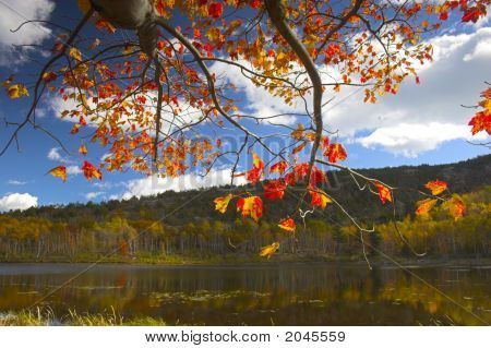 Caduta fogliame colori e dettagli nel parco nazionale di Acadia, nel Maine, New England, durante il loro famoso A