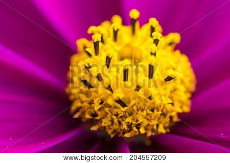 an amazing macro shot of a lovely colourful flower.