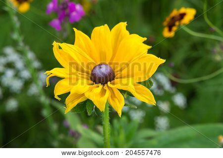 an amazing macro shot of a lovely colourful flower.