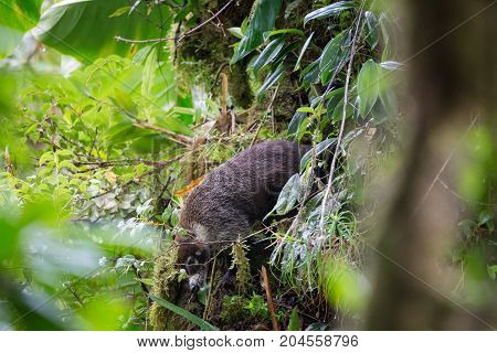 Wild white-nosed coati in lush rainforest Monteverde Costa Rica