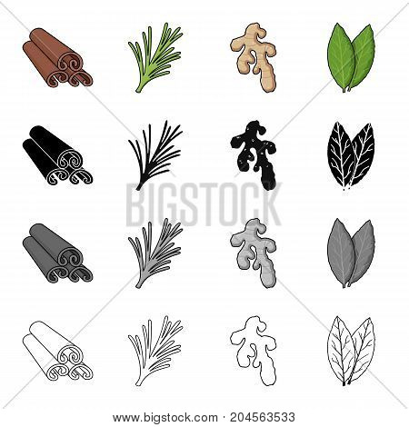Cinnamon bark, spicy rosemary, ginger root, bay leaf. Spices set collection icons in cartoon black monochrome outline style vector symbol stock illustration .