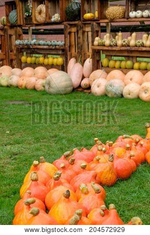 nice garden in Germany with a lot of pumpkins