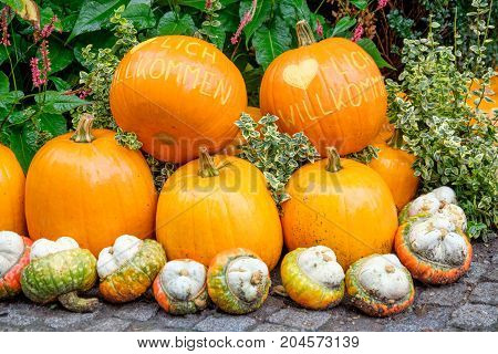nice garden in Germany with a lot of pumpkins