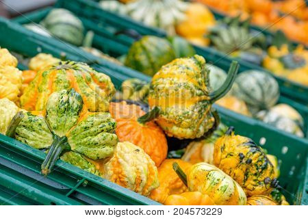 nice garden in Germany with a lot of pumpkins