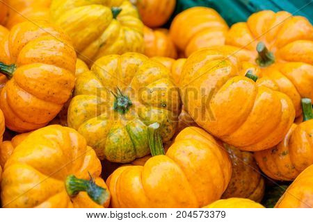 nice garden in Germany with a lot of pumpkins