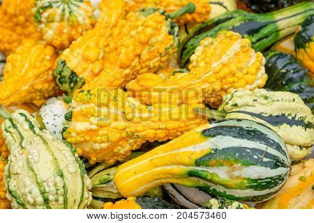 nice garden in Germany with a lot of pumpkins