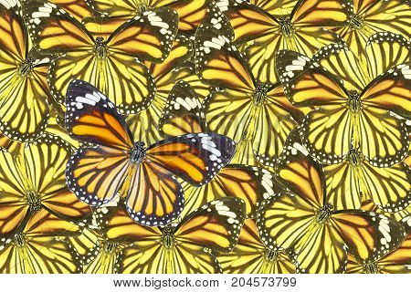 background texture from top view of common tiger butterfly