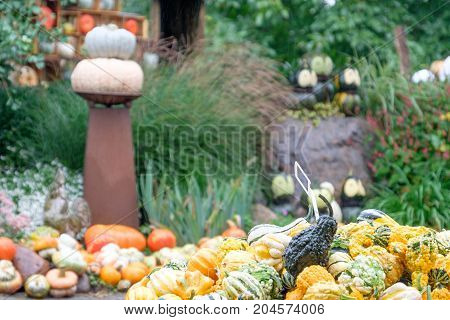 nice garden in Germany with a lot of pumpkins