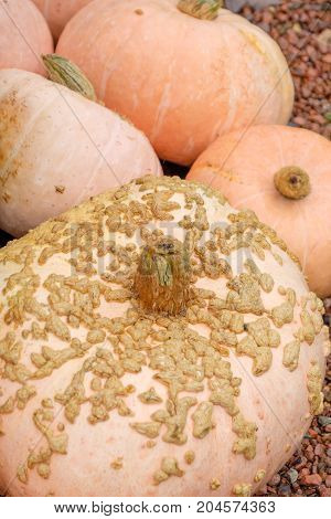 nice garden in Germany with a lot of pumpkins
