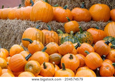 nice garden in Germany with a lot of pumpkins