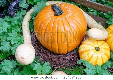 nice garden in Germany with a lot of pumpkins