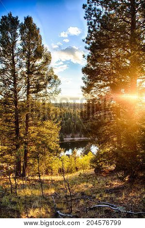Fall Forest Sunset