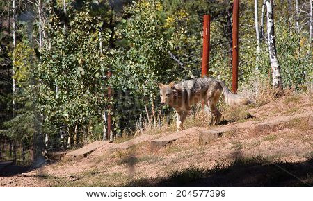 American Wolf