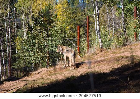 American Wolf
