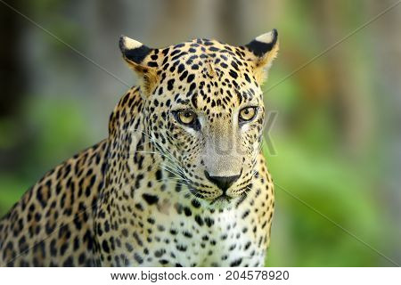 Walking Sri Lankan Leopard, Big Spotted Wild Cat Lying In The Nature Habitat, Yala National Park, Sr