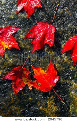 Caduta fogliame colori e dettagli nel parco nazionale di Acadia, nel Maine, New England, durante il loro famoso A