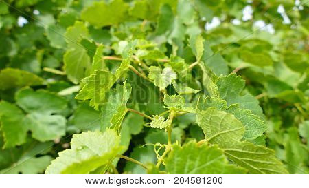 Bunch of Australian Wine Grapes Barossa valley