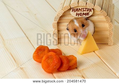 A hamster eats cheese from his wooden house.