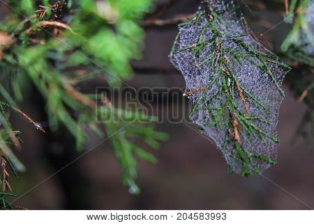 Abstract Spiderweb on black background. It's seen in the nature. in this picture I seen at Wudang Mountain Hubei China