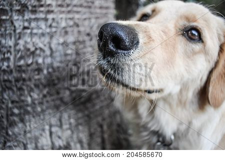 golden retriever watching up. part of the image for the text. dog have wet nose. cute puppy. best friend. good boy. devotee look