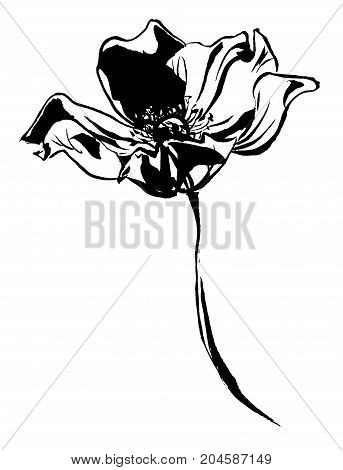 Hand drawn delicate anemone flower calligraphy style