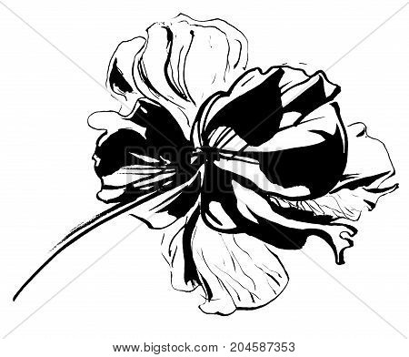 Hand drawn delicate anemone flower calligraphy style
