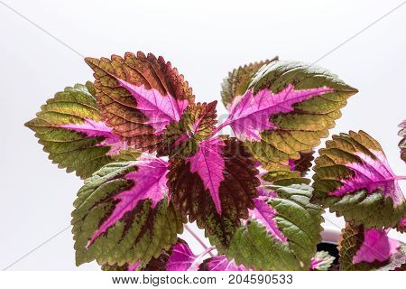 Painted nettle leaves isolated on white background from nature