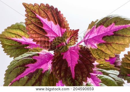 Painted nettle leaves isolated on white background from nature